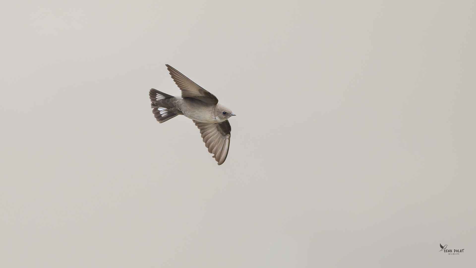Eurasian Crag-Martin